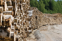 Russia's log exports are expected to reduce this year as the export tax begins to take effect, but sawn softwood sales are forecast to rise